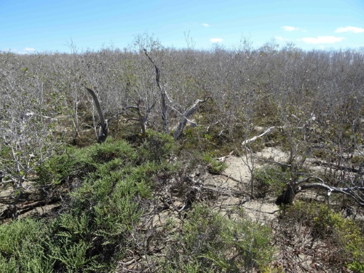 Climat: la mangrove 
